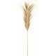 Feathered Decorative Grass